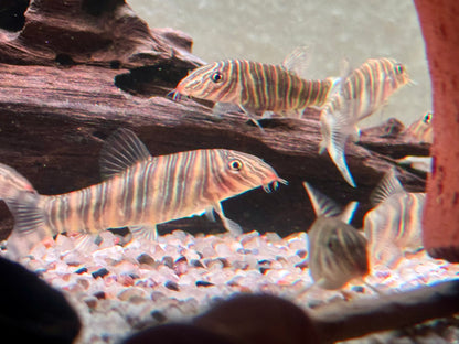 Streifenschmerle o. Zebraschmerle Botia striata