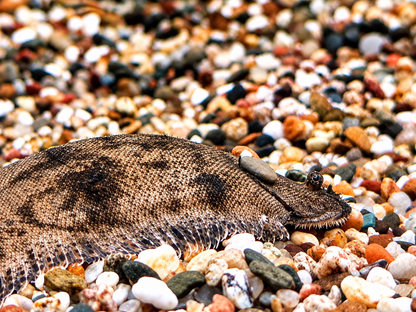 Süßwasserflunder Cynoglossus feldmanni