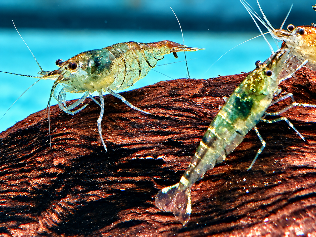 Sulawesi Inlandsgarnele Algengarnelen Caridina pareparensis  1,3-1,8 cm