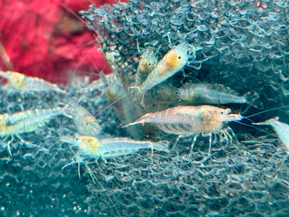 Sulawesi Inlandsgarnele Algengarnelen Caridina pareparensis  1,3-1,8 cm