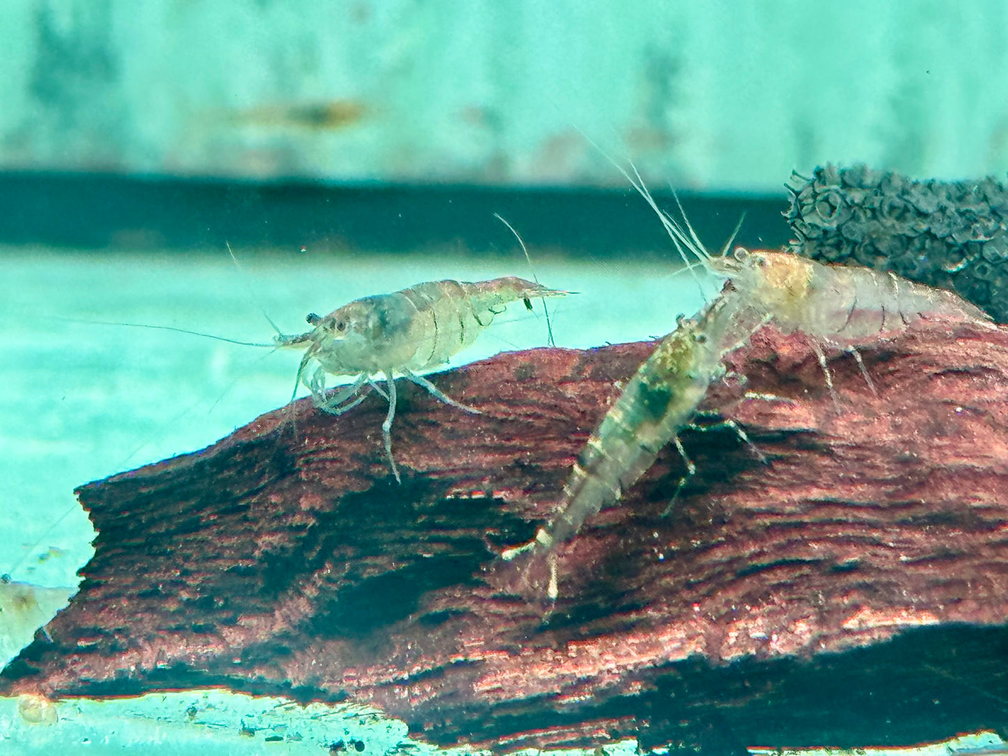Sulawesi Inlandsgarnele Algengarnelen Caridina pareparensis  1,3-1,8 cm
