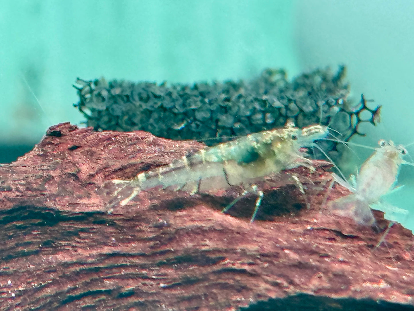Sulawesi Inlandsgarnele Algengarnelen Caridina pareparensis  1,3-1,8 cm