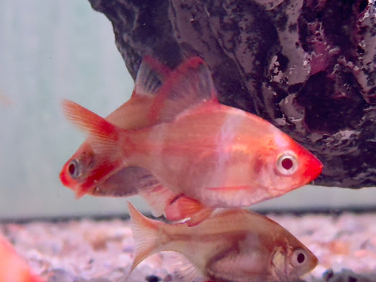 Sumatrabarbe Gold Barbus Puntius tetrazona