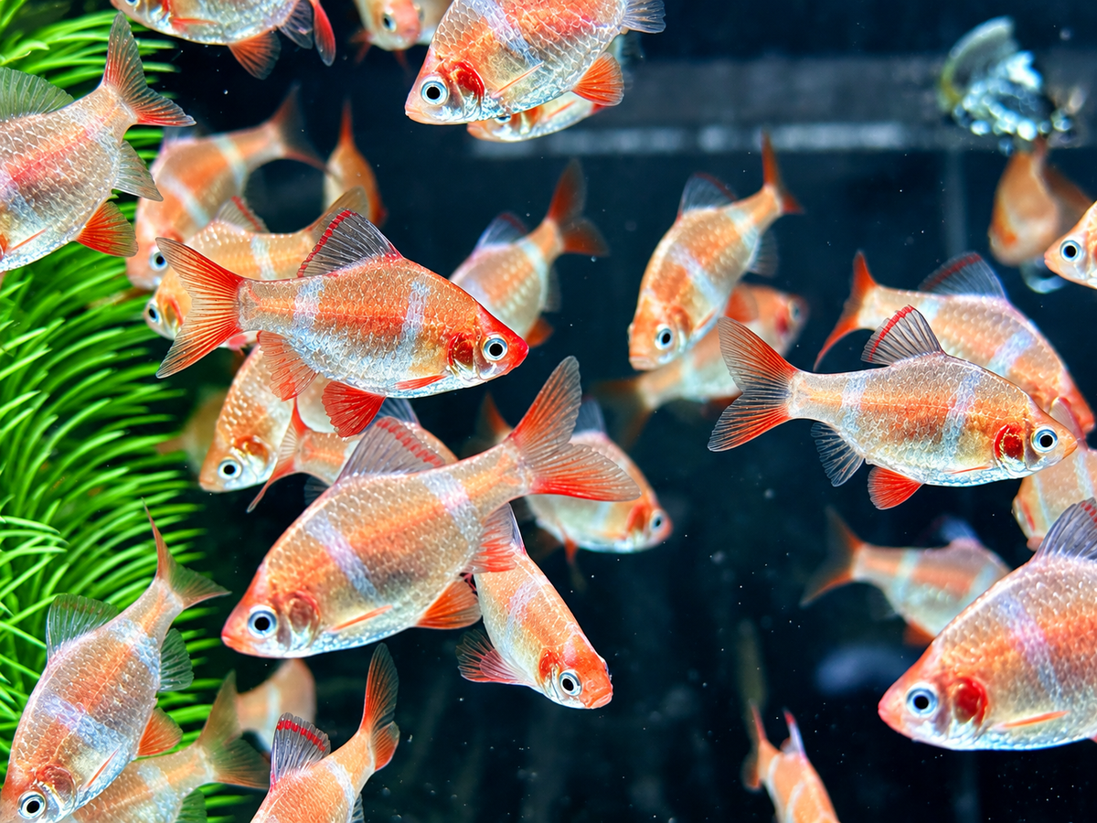 Sumatrabarbe Gold Barbus Puntius tetrazona
