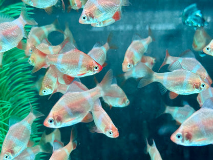 Sumatrabarbe Gold Barbus Puntius tetrazona