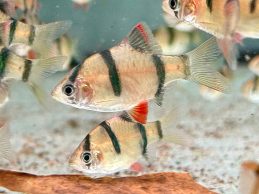 Sumatrabarbe Puntigrus Barbus tetrazona