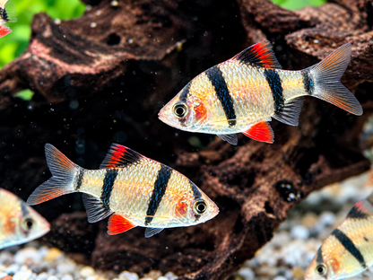 Sumatrabarbe Puntigrus Barbus tetrazona
