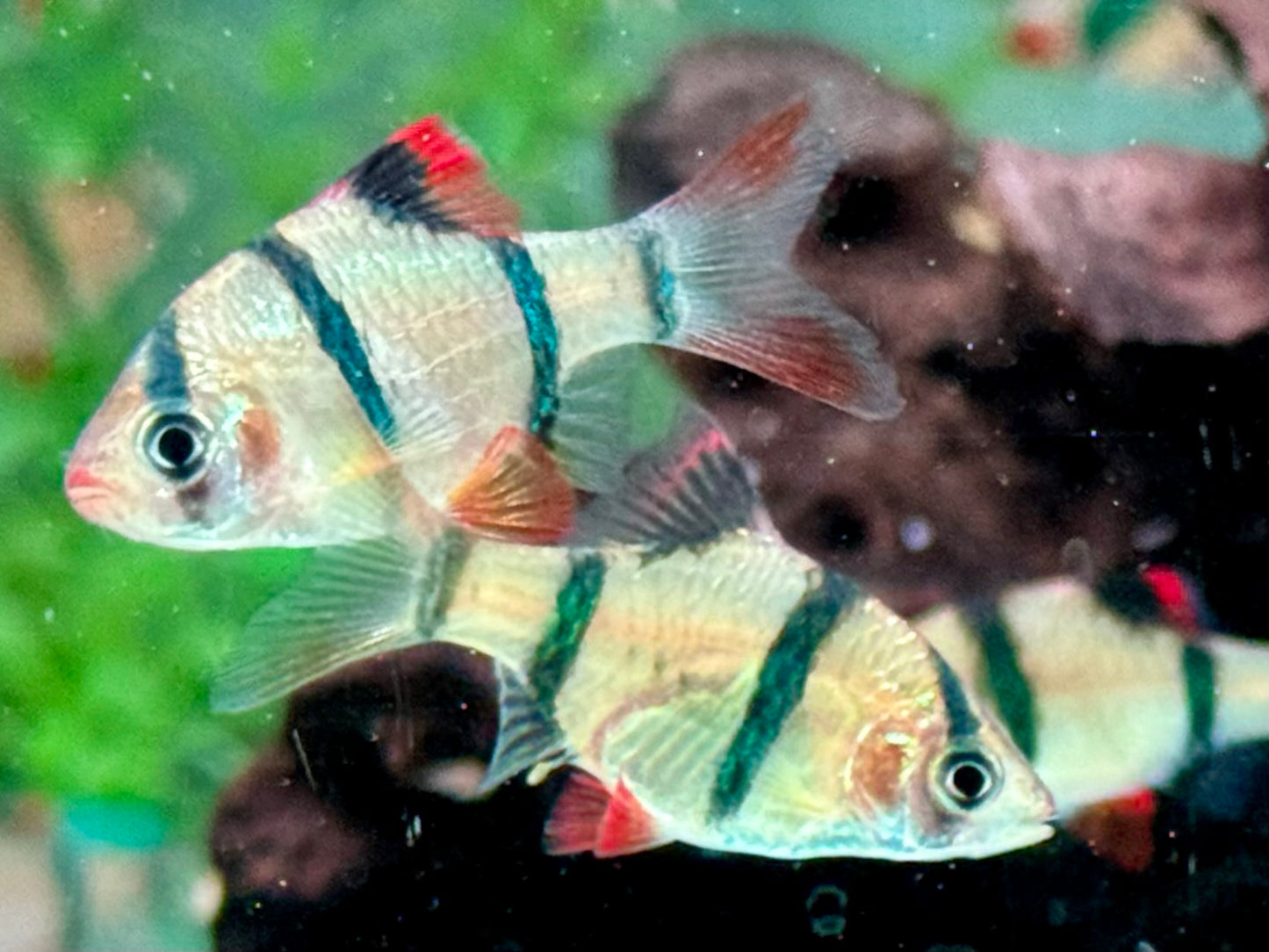 Sumatrabarbe Puntigrus Barbus tetrazona