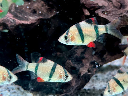 Sumatrabarbe Puntigrus Barbus tetrazona