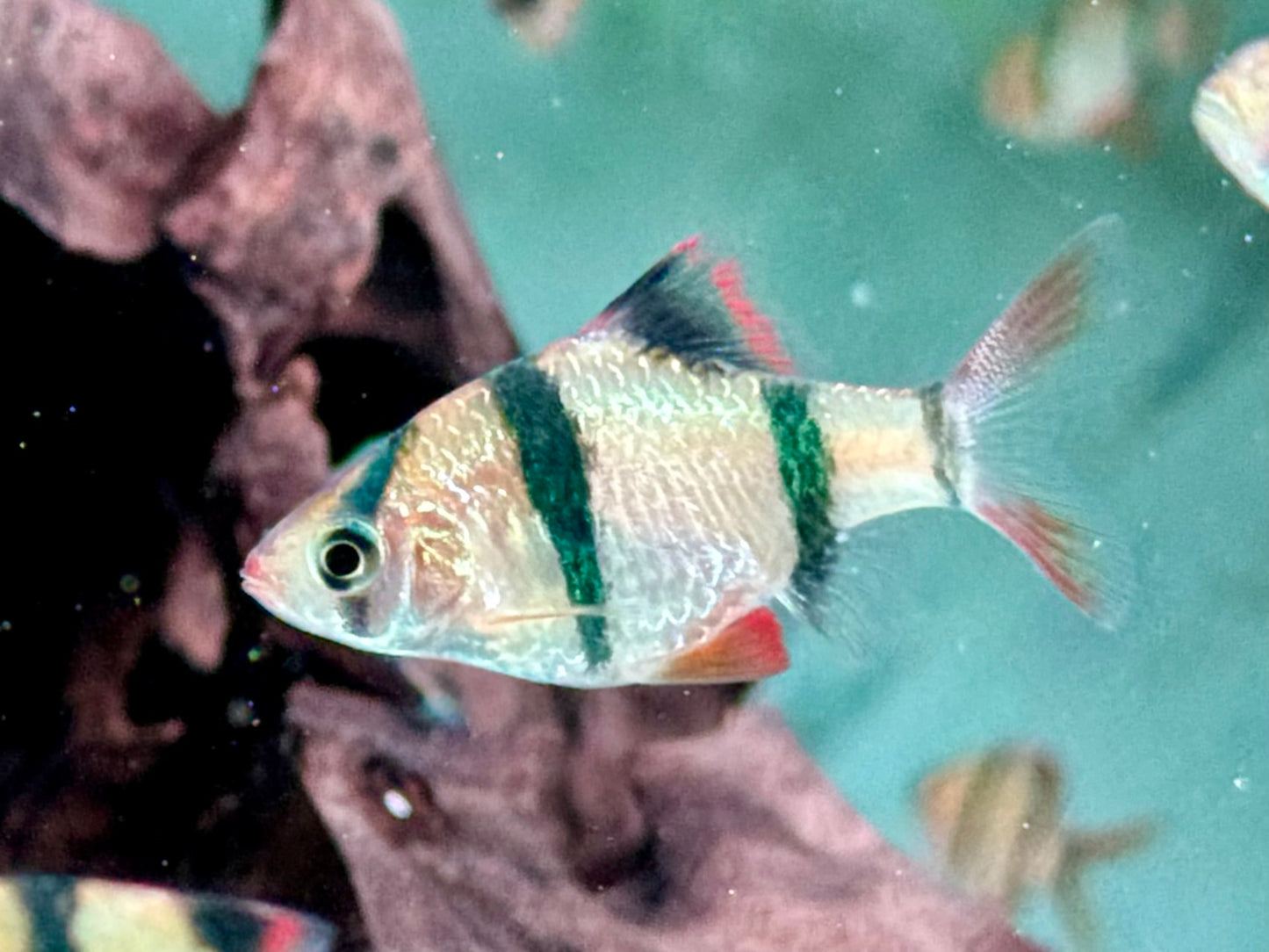 Sumatrabarbe Puntigrus Barbus tetrazona