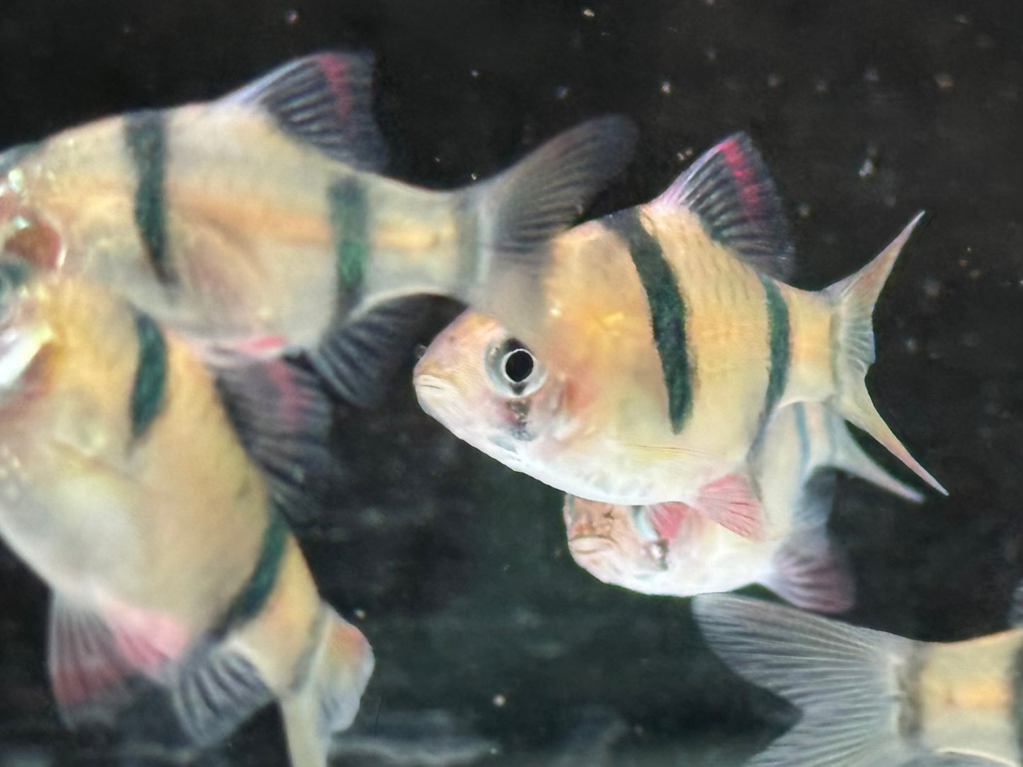 Sumatrabarbe Puntigrus Barbus tetrazona