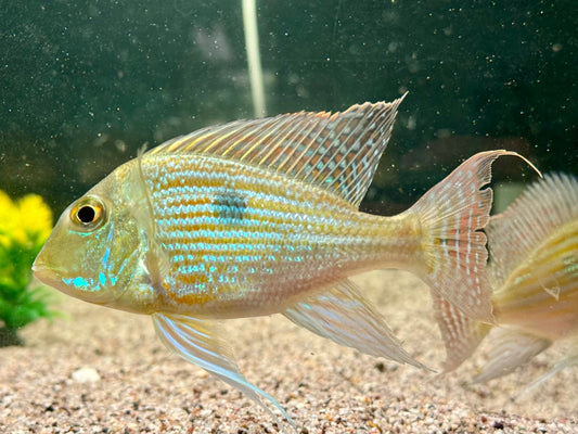 Svens Erdfresser Geophagus sveni Rio Araguaia XL