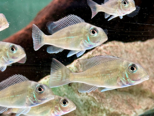 Svens Erdfresser Geophagus sveni Rio Araguaia