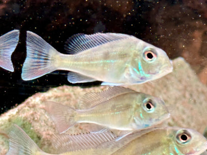 Svens Erdfresser Geophagus sveni Rio Araguaia