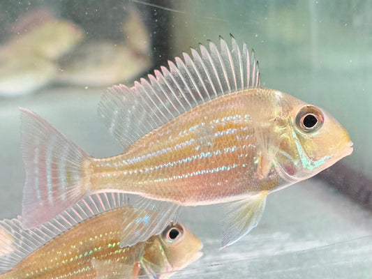 Svens Erdfresser Geophagus sveni Rio Araguaia 6-8cm