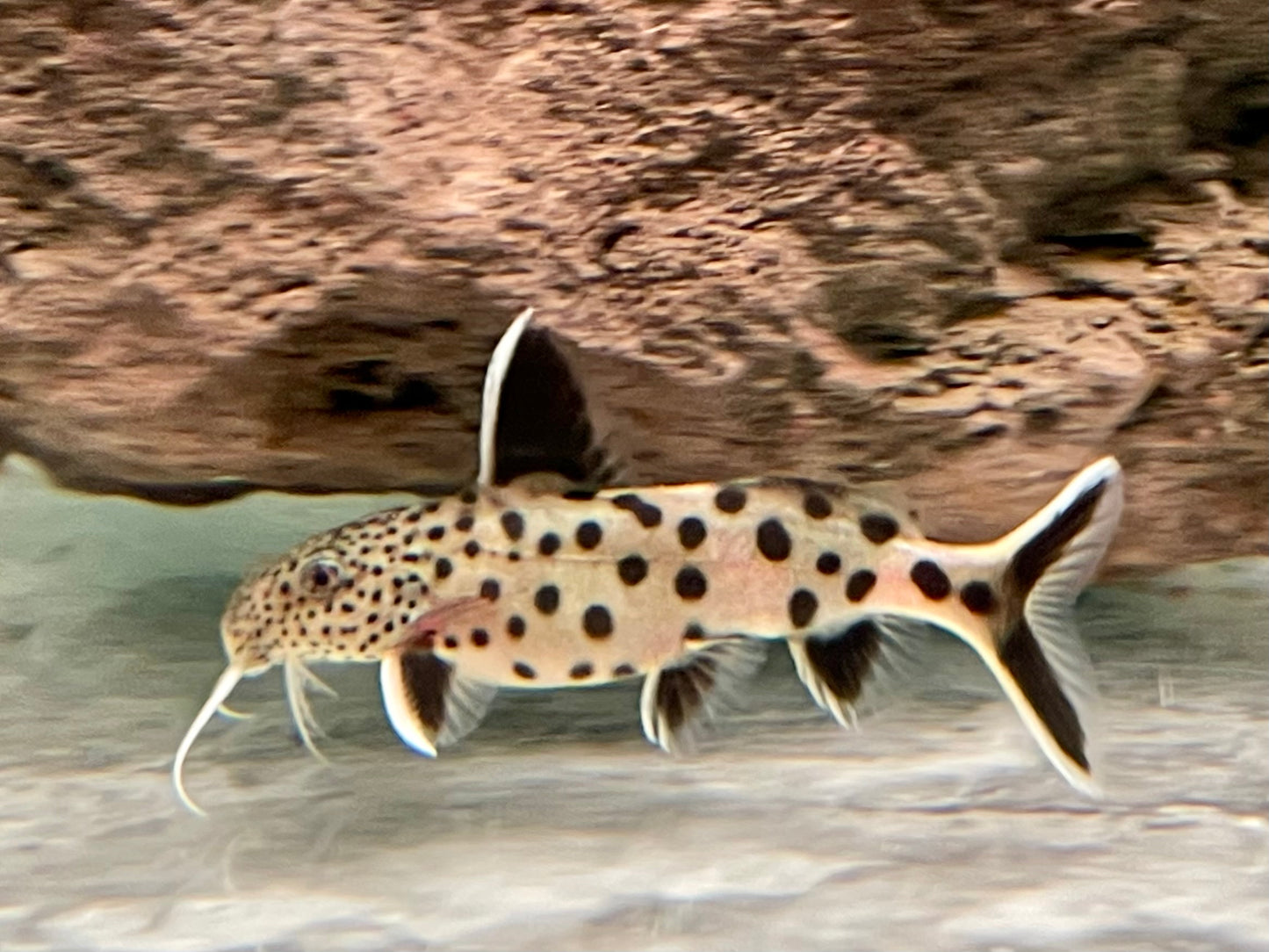 Zwerg Fiederbartwels Synodontis lucipinnis