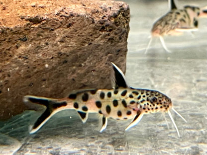 Zwerg Fiederbartwels Synodontis lucipinnis