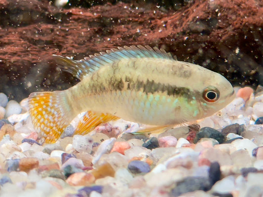 Türkisblauer Tüpfelbuntbarsch Laetacara curviceps