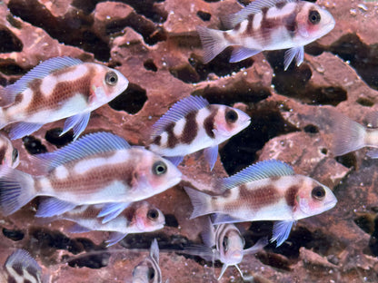 Tanganjika Beulenkopf Black Widow Cyphotilapia frontosa