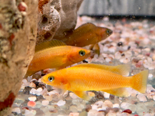 Tanganjika Goldcichlide Neolamprologus leleupi