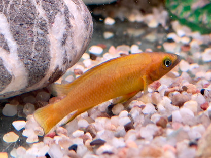 Tanganjika Goldcichlide Neolamprologus leleupi