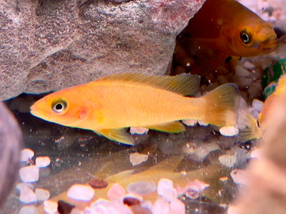Tanganjika Goldcichlide Neolamprologus leleupi