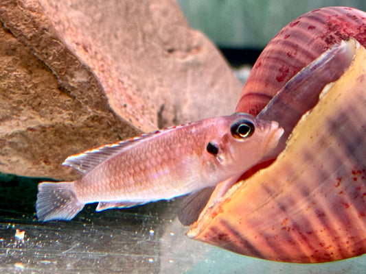 Tanganjika Schneckenbarsch Lamprologus ocellatus