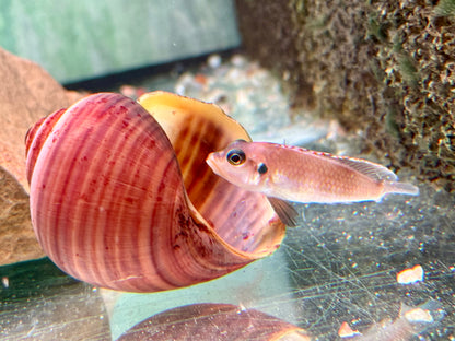 Tanganjika Schneckenbarsch Lamprologus ocellatus