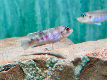 Tanganjika Schneckenbarsch Lamprologus ocellatus