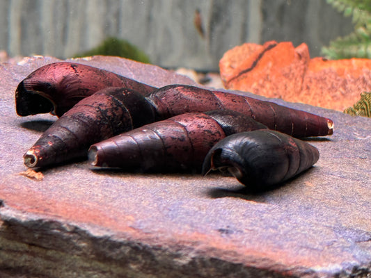 Teufelsdornschnecke Faunus ater