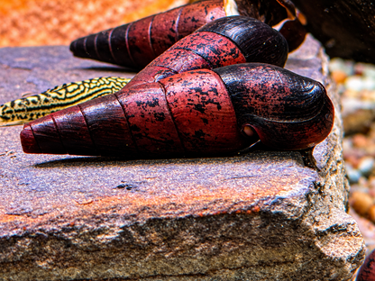 Teufelsdornschnecke Faunus ater