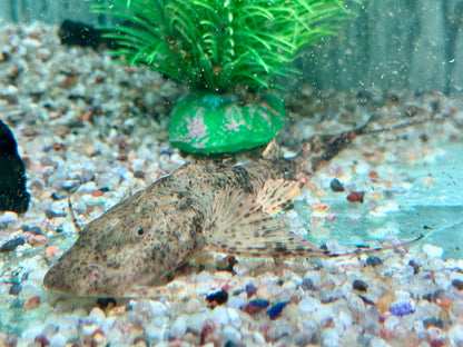 Teufelswels I Goonch Bagarius bagarius  ca. 20 cm