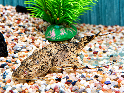 Teufelswels I Goonch Bagarius bagarius  ca. 20 cm