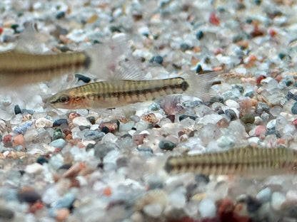 Zwerg Tigerschmerle Yunnanilus cruciatus