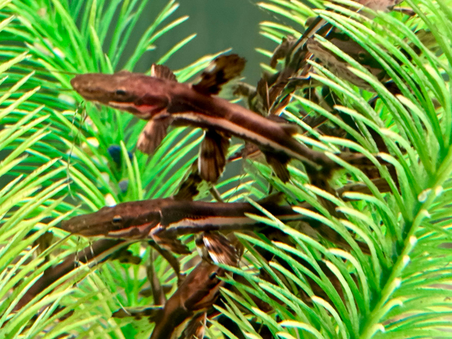 Tigerspatelwels Pseudoplatystoma fasciatum 16-20 cm