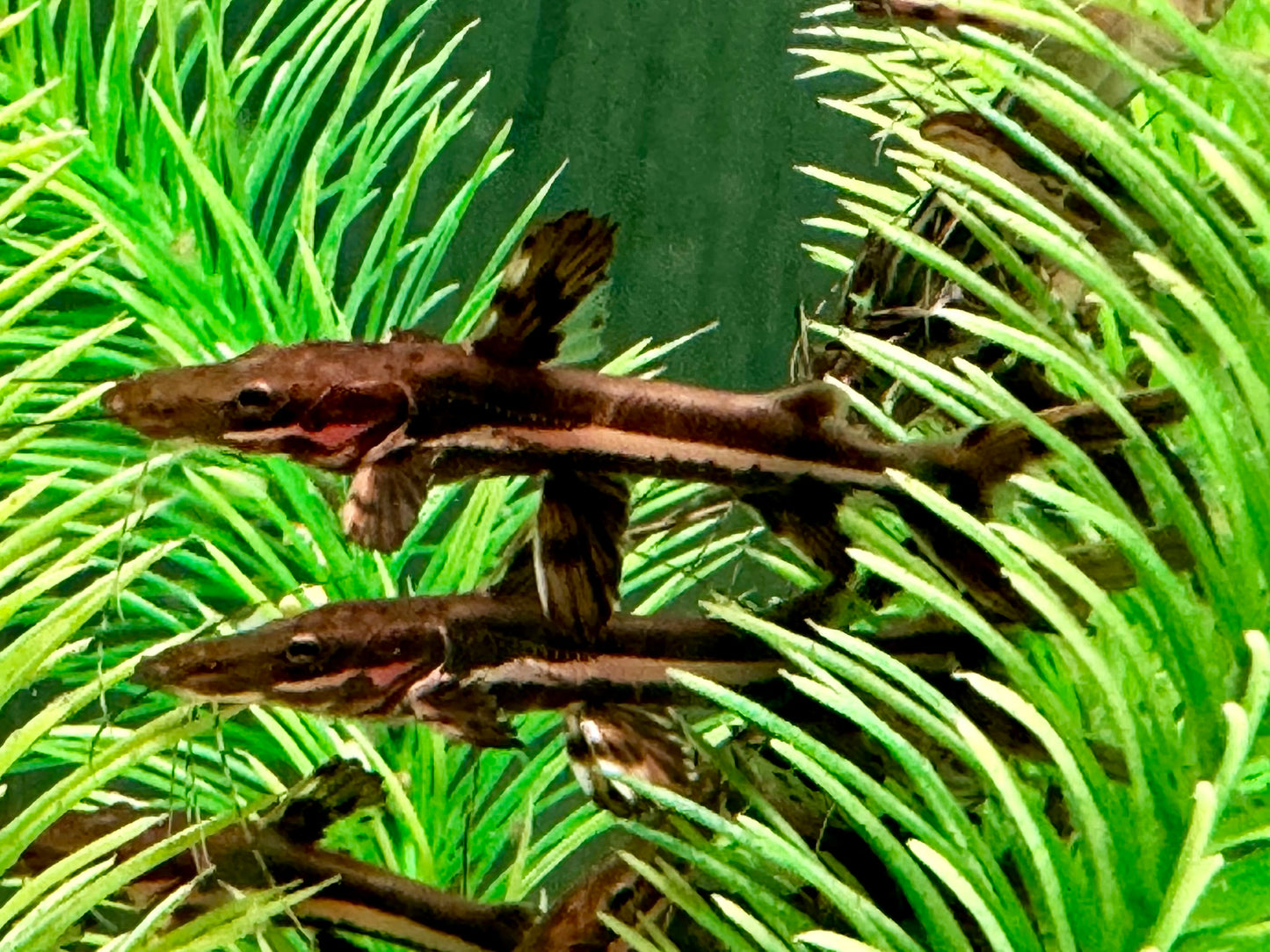 Tigerspatelwels Pseudoplatystoma fasciatum 16-20 cm