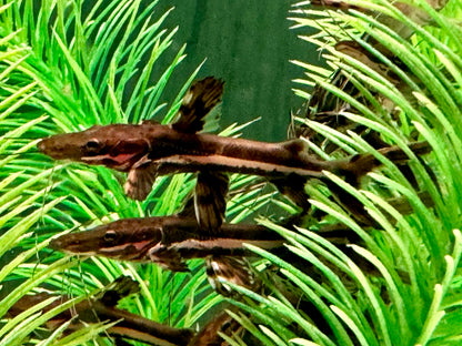 Tigerspatelwels Pseudoplatystoma fasciatum 16-20 cm