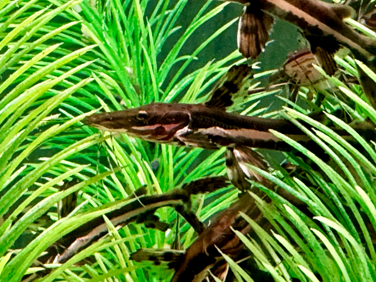 Tigerspatelwels Pseudoplatystoma fasciatum 16-20 cm