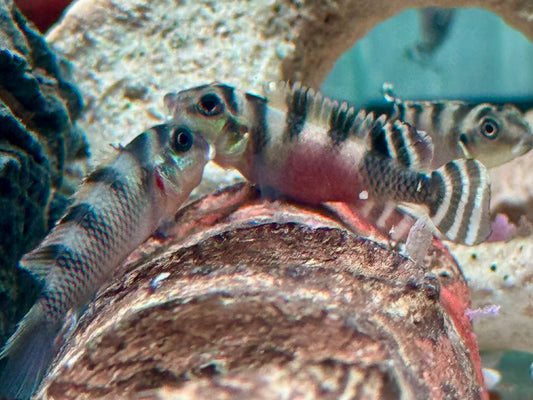 Transvestitenbuntbarsch Nanochromis transvestitus