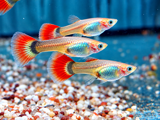 Tuxedo Guppy Poecilia reticulata Weibchen