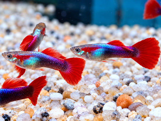 Tuxedo Guppy Poecilia reticulata Männchen