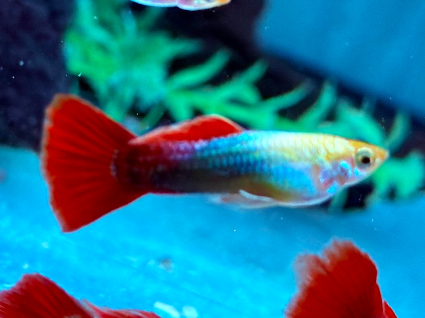 Tuxedo Guppy Poecilia reticulata Männchen