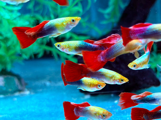 Tuxedo Guppy Poecilia reticulata Männchen