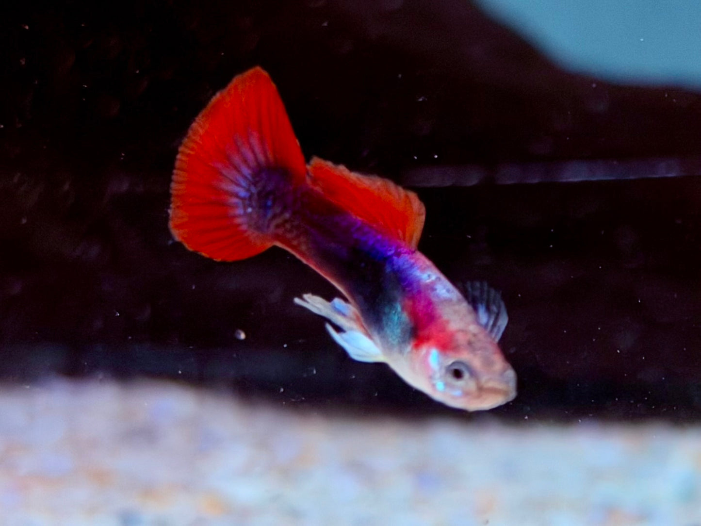 Tuxedo Guppy Poecilia reticulata Männchen