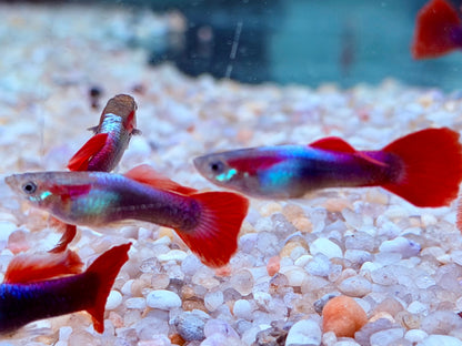 Tuxedo Guppy Poecilia reticulata Männchen
