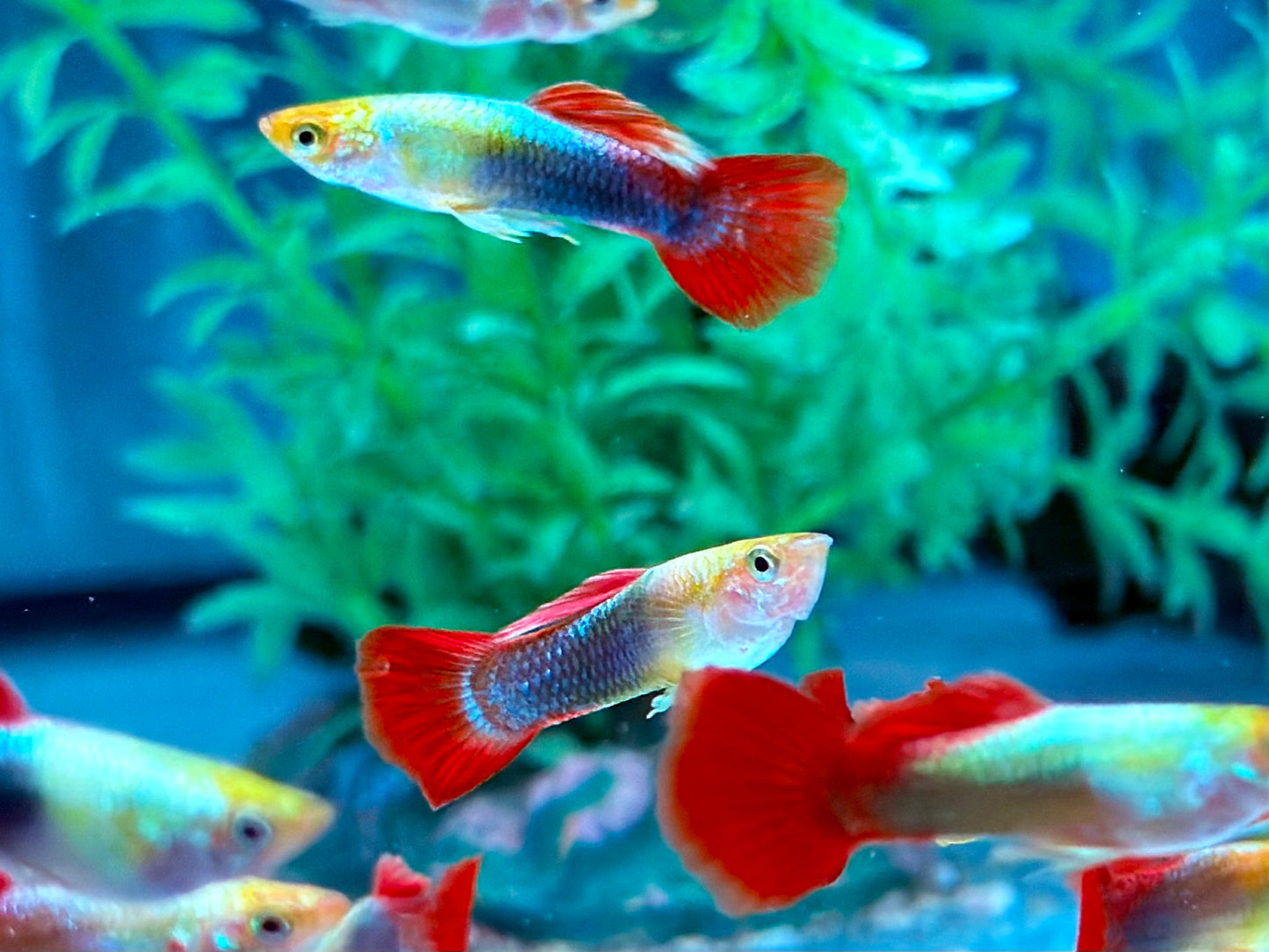 Tuxedo Guppy Poecilia reticulata Männchen
