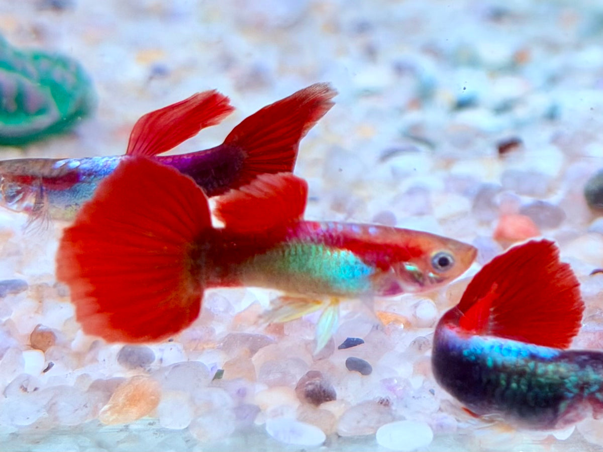 Tuxedo Guppy Poecilia reticulata Männchen