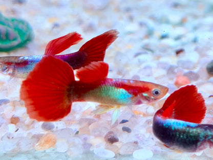 Tuxedo Guppy Poecilia reticulata Männchen