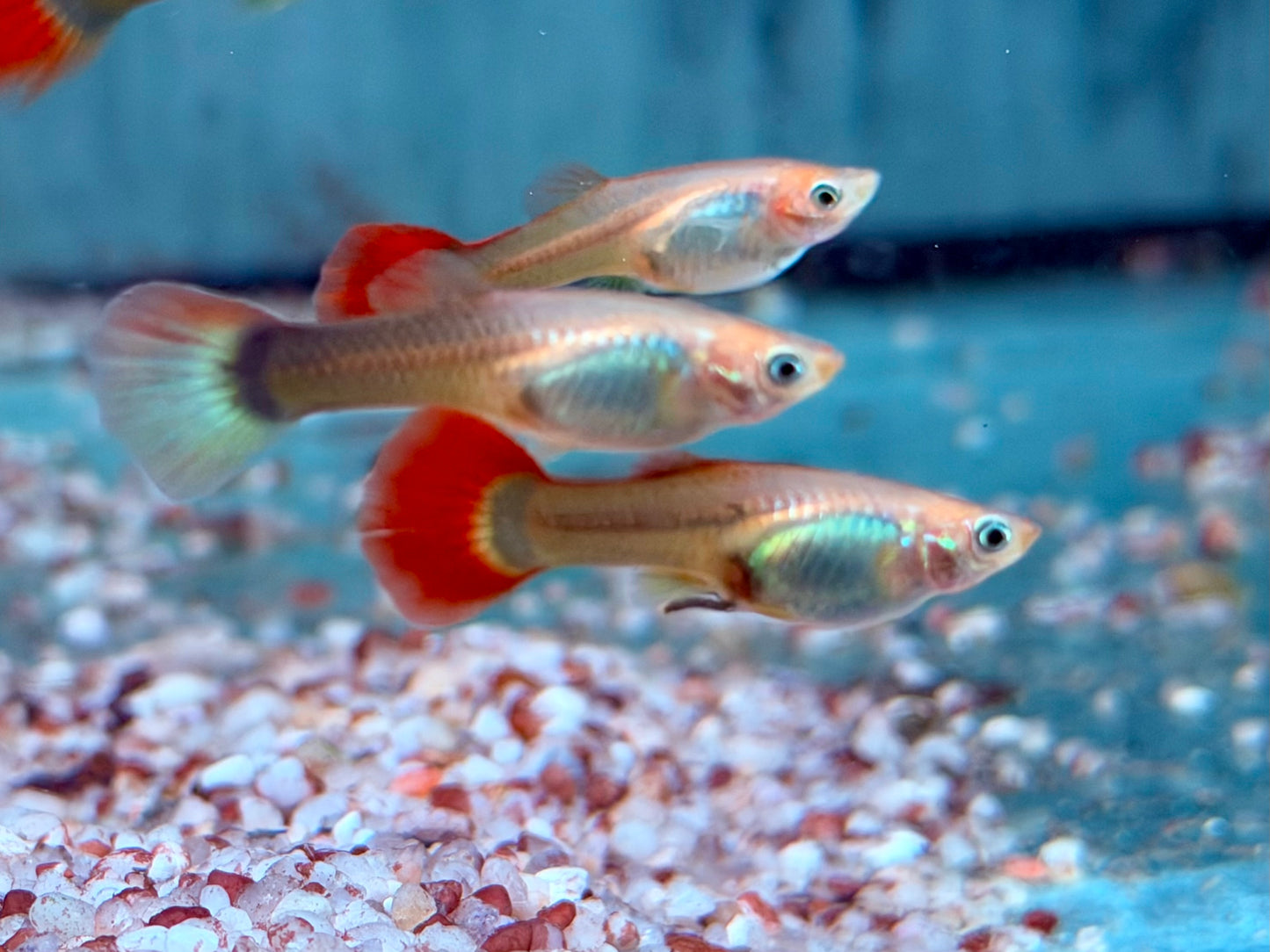 Tuxedo Guppy Poecilia reticulata Weibchen