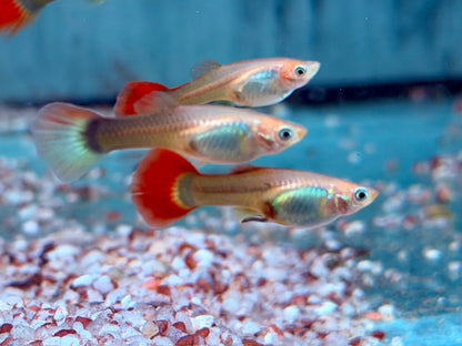 Tuxedo Guppy Poecilia reticulata Weibchen